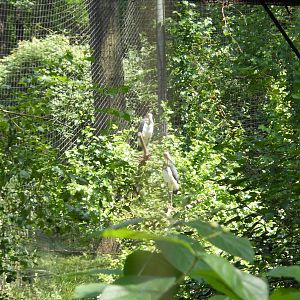 Bronx Zoo- Lesser Adjutant Storks Outside Aquatic Bird House