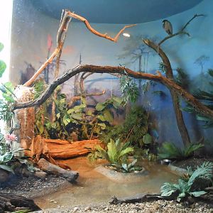 Bronx Zoo- Boat-billed Heron Exhibit @ Aquatic Bird House