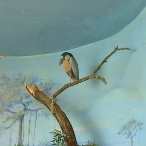 Bronx Zoo- Boat-billed Heron @ Aquatic Bird House