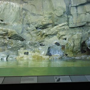Bronx Zoo- Tufted Puffin Exhibit @ Aquatic Bird House