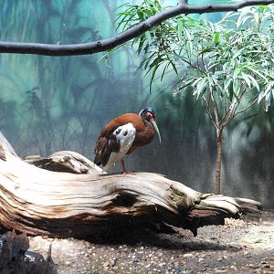 Bronx Zoo- Madagascar Crested Ibis @ Aquatic Bird House