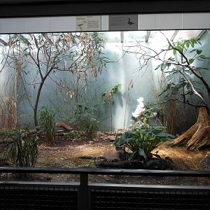 Bronx Zoo- Snowy Egret Exhibit @ Aquatic Bird House