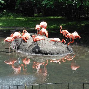 Bronx Zoo- American Flamingos Outside Aquatic Bird House
