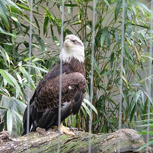 Bronx Zoo- Bald Eagle @ Birds of Prey