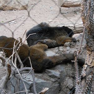Bronx Zoo- Sleeping Collared Lemurs @ Madagascar!