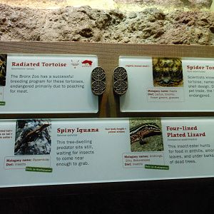 Bronx Zoo- Assorted Reptile Exhibit Signage @ Madagascar!