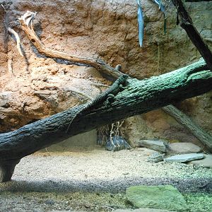 Bronx Zoo- Assorted Reptile Exhibit @ Madagascar!