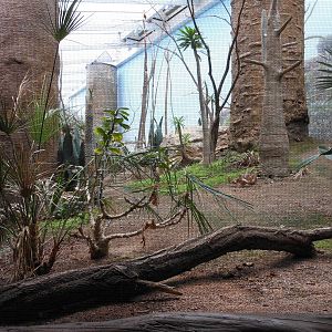 Bronx Zoo- Spiny Forest Exhibit @ Madagascar!