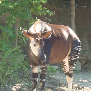 Okapi