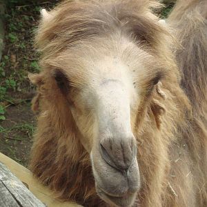 Bactrian Camel
