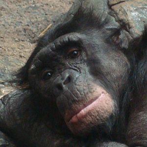 Bonobo