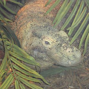 Komodo Dragon