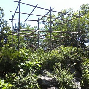 Gibbon Islands- Buff-cheeked Gibbon exhibit