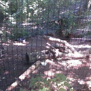 Wolf Woods-Part of Grey Fox exhibit