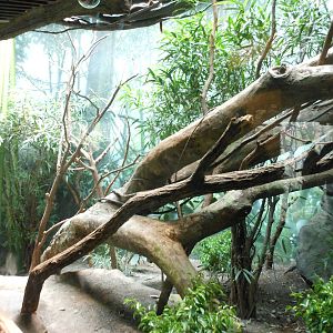 Bronx Zoo- Fossa Exhibit @ Madagascar!