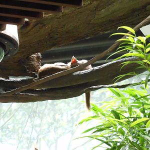 Bronx Zoo- Fossa Sleeping @ Madagascar!