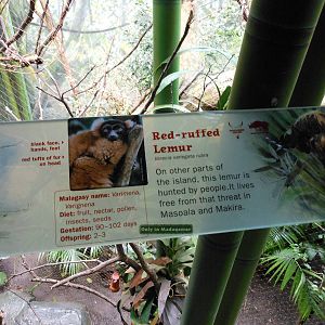 Bronx Zoo- Red-ruffed Lemur Exhibit Signage @ Madagascar!