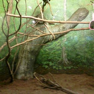 Insect House- Emperor Tamarin Exhibit