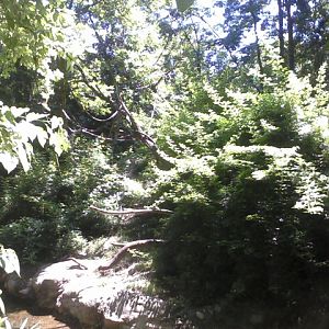 Jungle Trails- Muellers Gibbon Exhibit