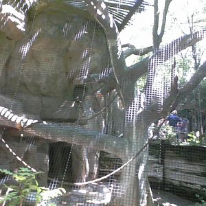 Gorilla World- Eastern Black-and-White Colobus exhibit