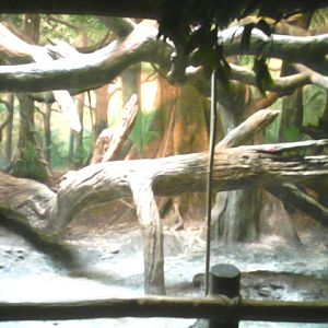 Jungle Trails- Part of Diana Monkey Exhibit