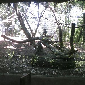 Jungle Trails- Angolan Colobus Exhibit