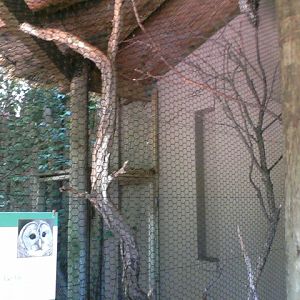 Wings of the World- Laughing Kookaburra/Barred Owl Rotation Exhibit
