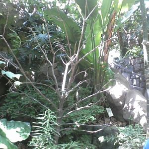 P&G Discovery Forest- Blue-and-gold Macaw island