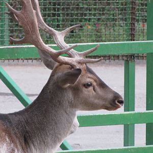 Fallow Deer(tehran zoo)
