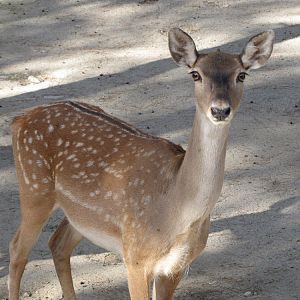 persian fallow deer (tehran zoo)