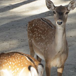 persian fallow deer (tehran zoo)