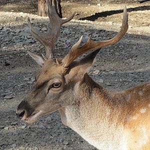 persian fallow deer (tehran zoo)