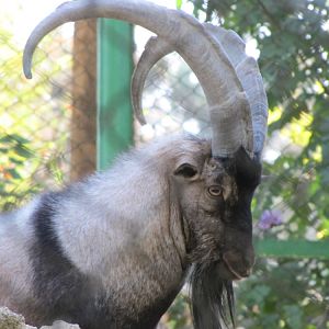persian bezoar ibex (tehran zoo)