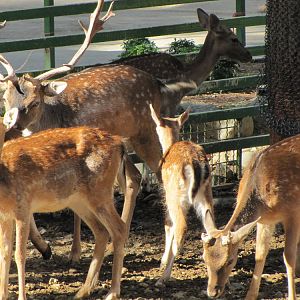 European Fallow deer(tehran zoo)
