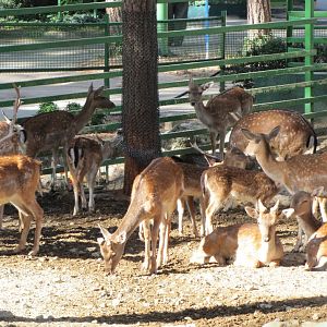 European Fallow deer(tehran zoo)