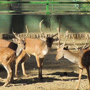 European Fallow deer(tehran zoo)