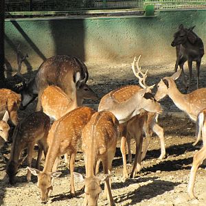 European Fallow deer(tehran zoo)