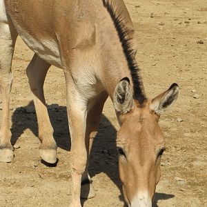 persian onager (tehran zoo)