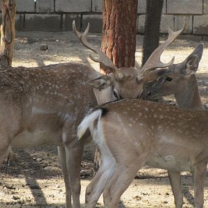 persian fallow deer (tehran zoo)