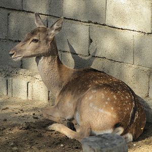 persian fallow deer (tehran zoo)