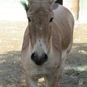 persian onager (tehran zoo)