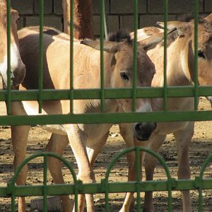 persian onager (tehran zoo)