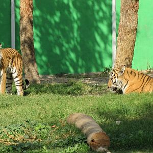 male and female amur tiger (tehran zoo)