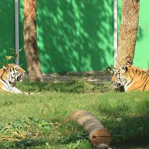 male and female amur tiger (tehran zoo)