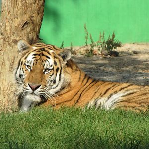 female amur tiger (tehran zoo)