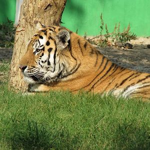 female amur tiger (tehran zoo)