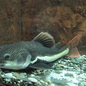 Red tailed catfish(tehran zoo)