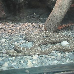 Viper snake(tehran zoo)