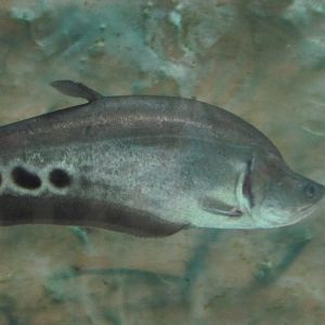 knife Fish(tehran zoo)