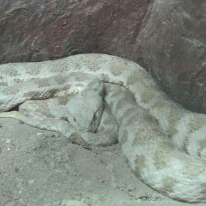 Viper snake(tehran zoo)